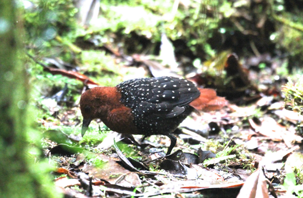 Chestnut Forest Rail - ML622773922