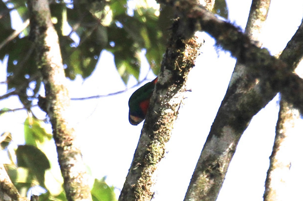 Red-breasted Pygmy-Parrot - ML622773923