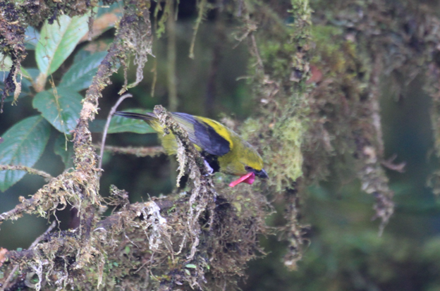 Wattled Ploughbill - ML622773928