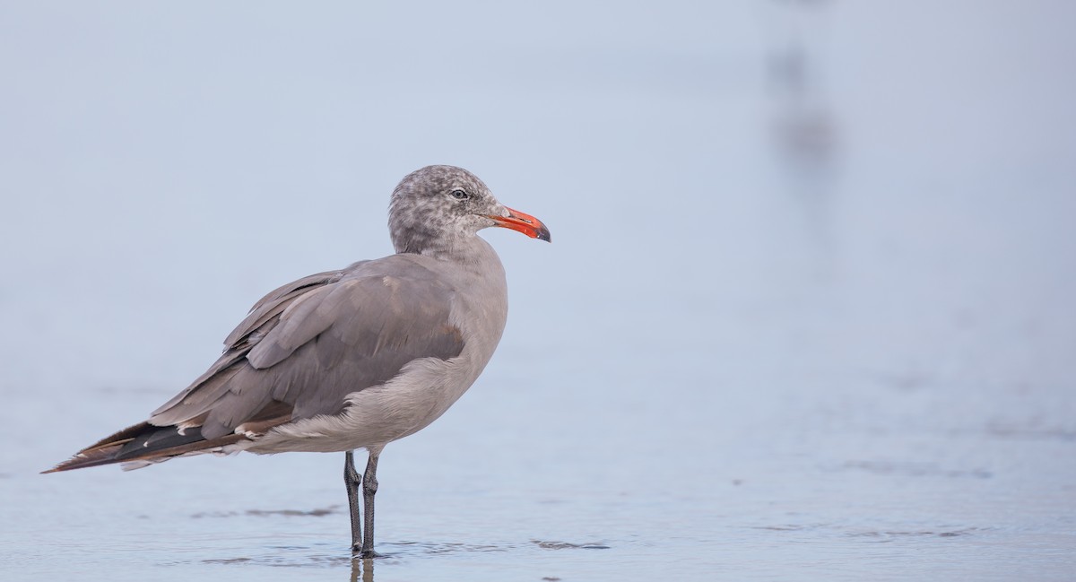 Heermann's Gull - ML622773999