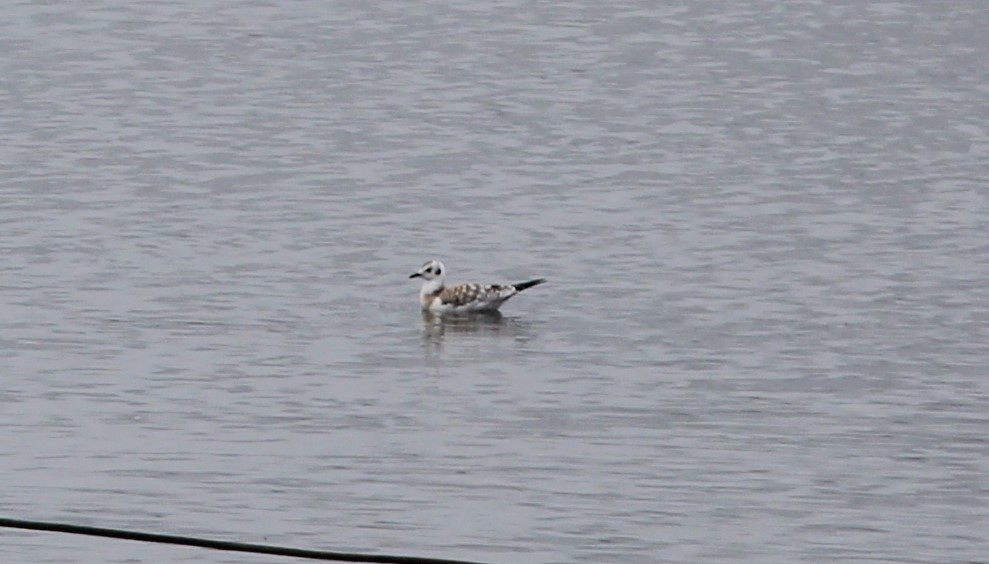 Gaviota de Bonaparte - ML622774000