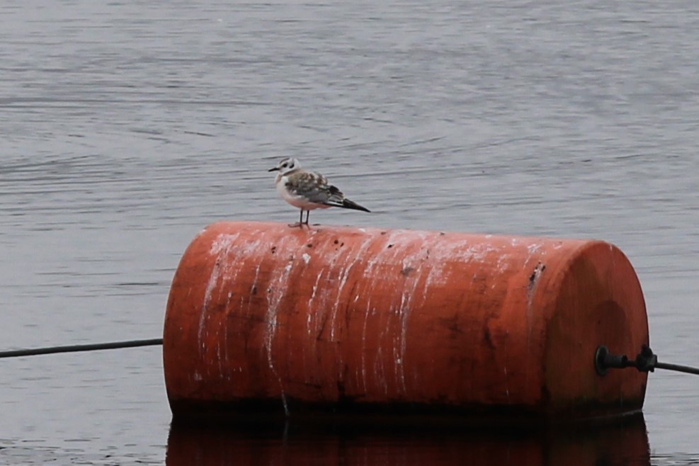 Gaviota de Bonaparte - ML622774001