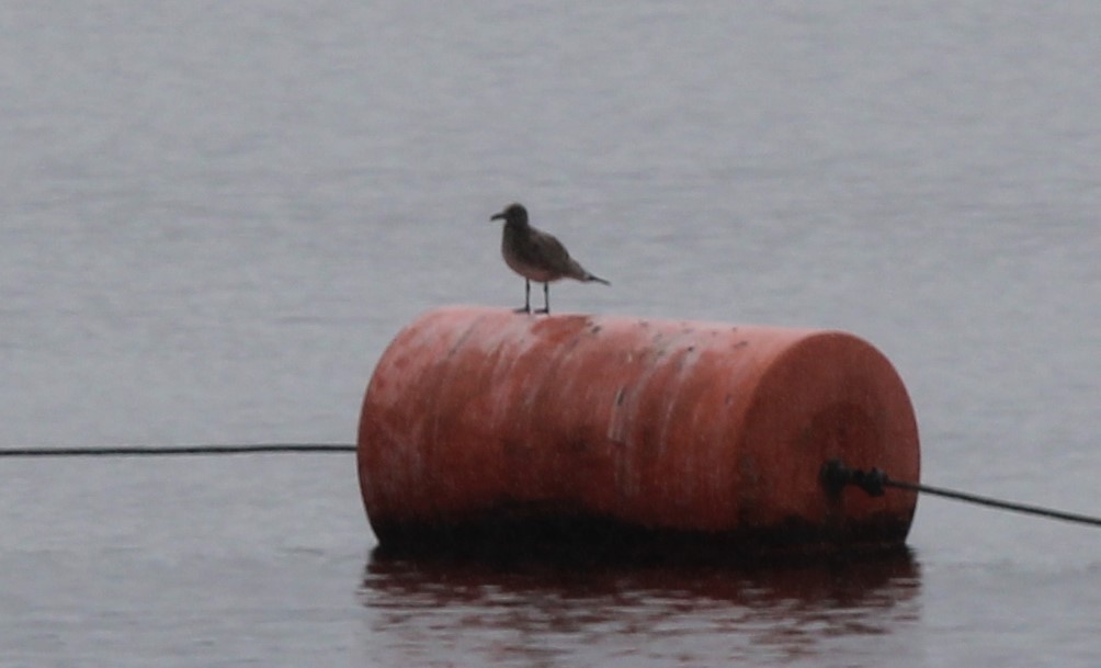 Gaviota Guanaguanare - ML622774013