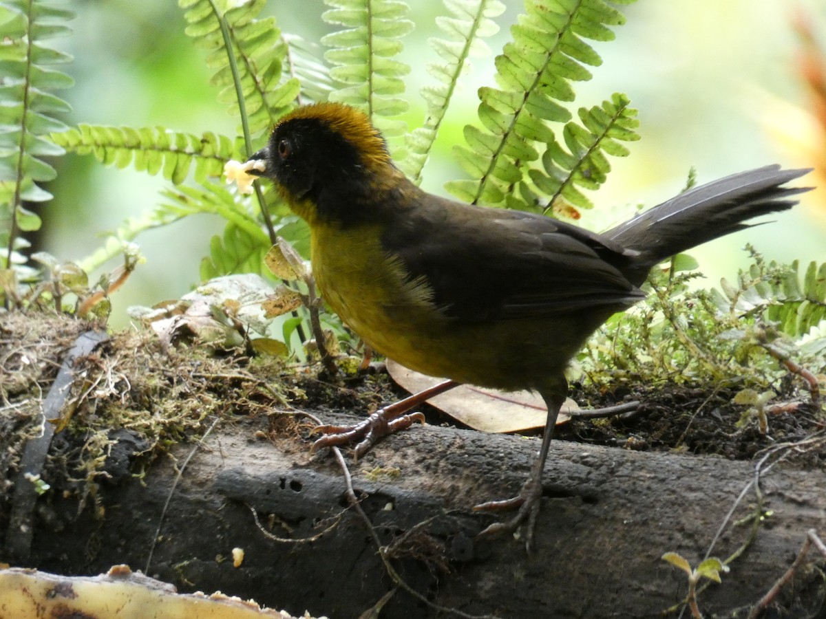 Tricolored Brushfinch - ML622774092