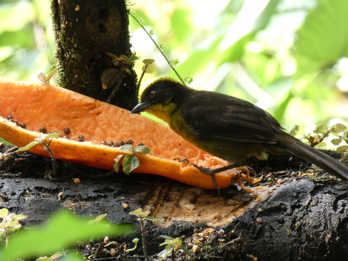 Tricolored Brushfinch - ML622774094