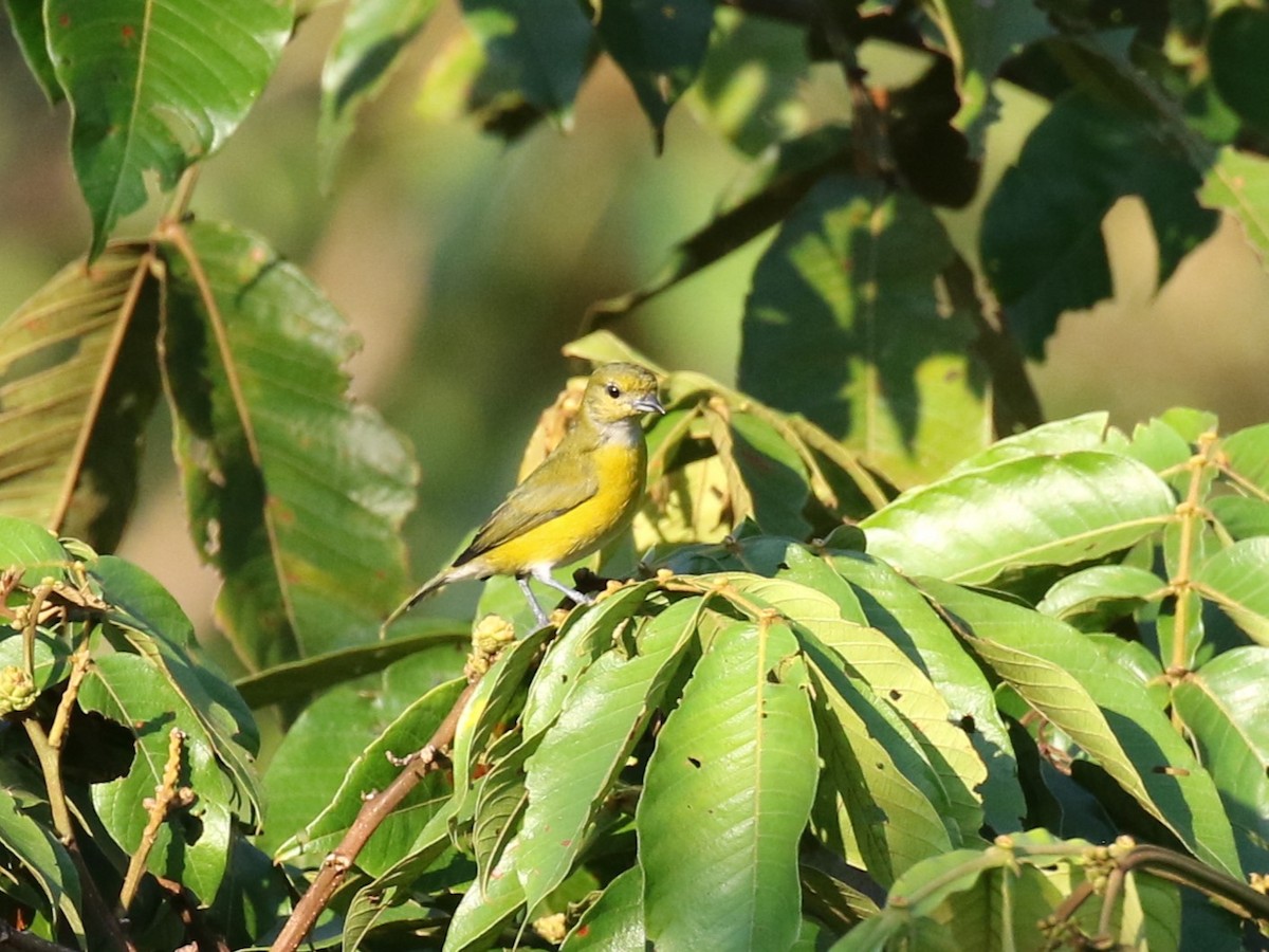 White-vented Euphonia - ML622774102