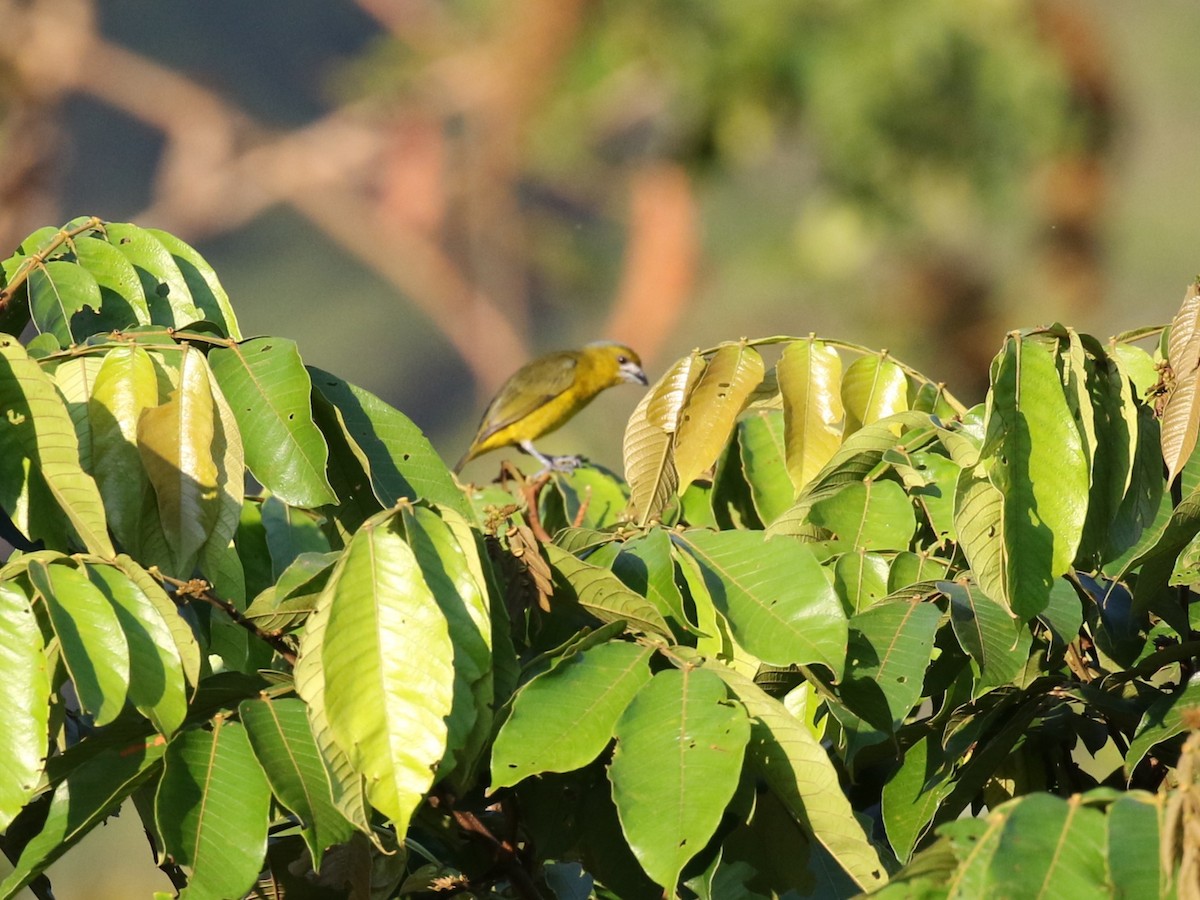 Golden-bellied Euphonia - ML622774104