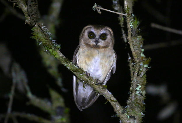 Kumral Paçalı Baykuş - ML622774124