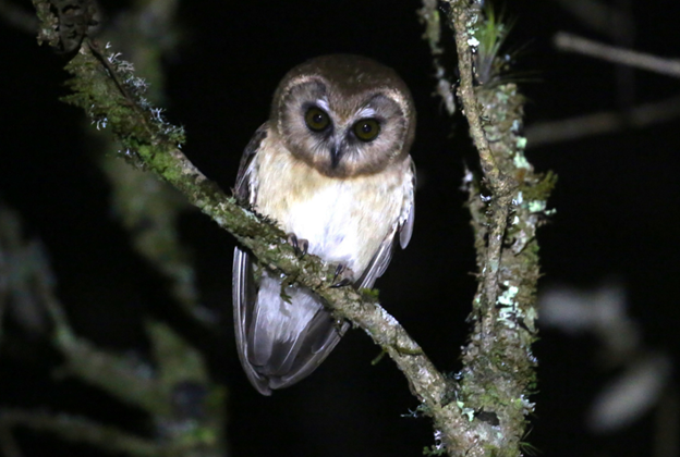 Unspotted Saw-whet Owl - ML622774125