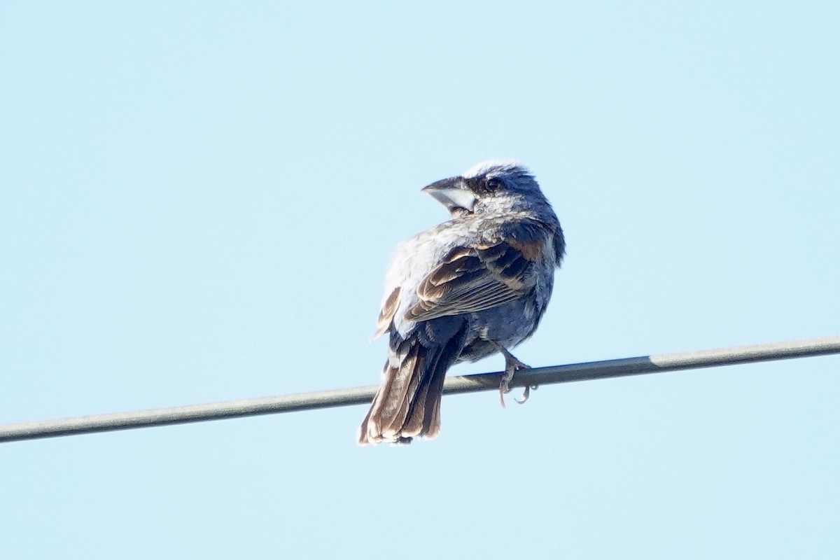 Blue Grosbeak - Sara Griffith