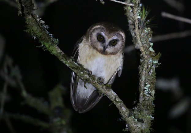 Unspotted Saw-whet Owl - ML622774128