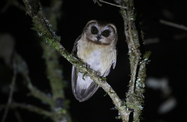 Unspotted Saw-whet Owl - ML622774129