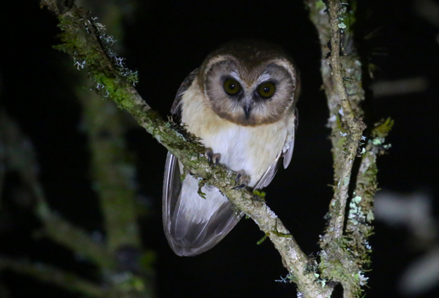 Unspotted Saw-whet Owl - ML622774130
