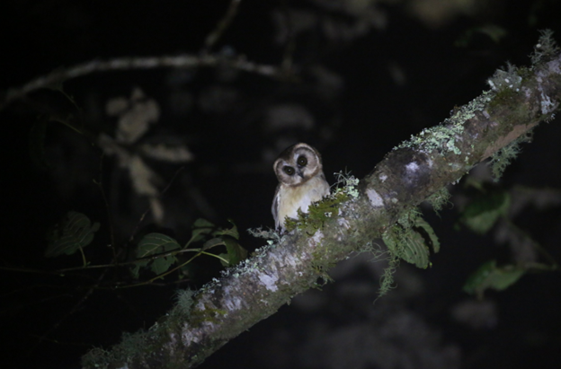 Unspotted Saw-whet Owl - ML622774131