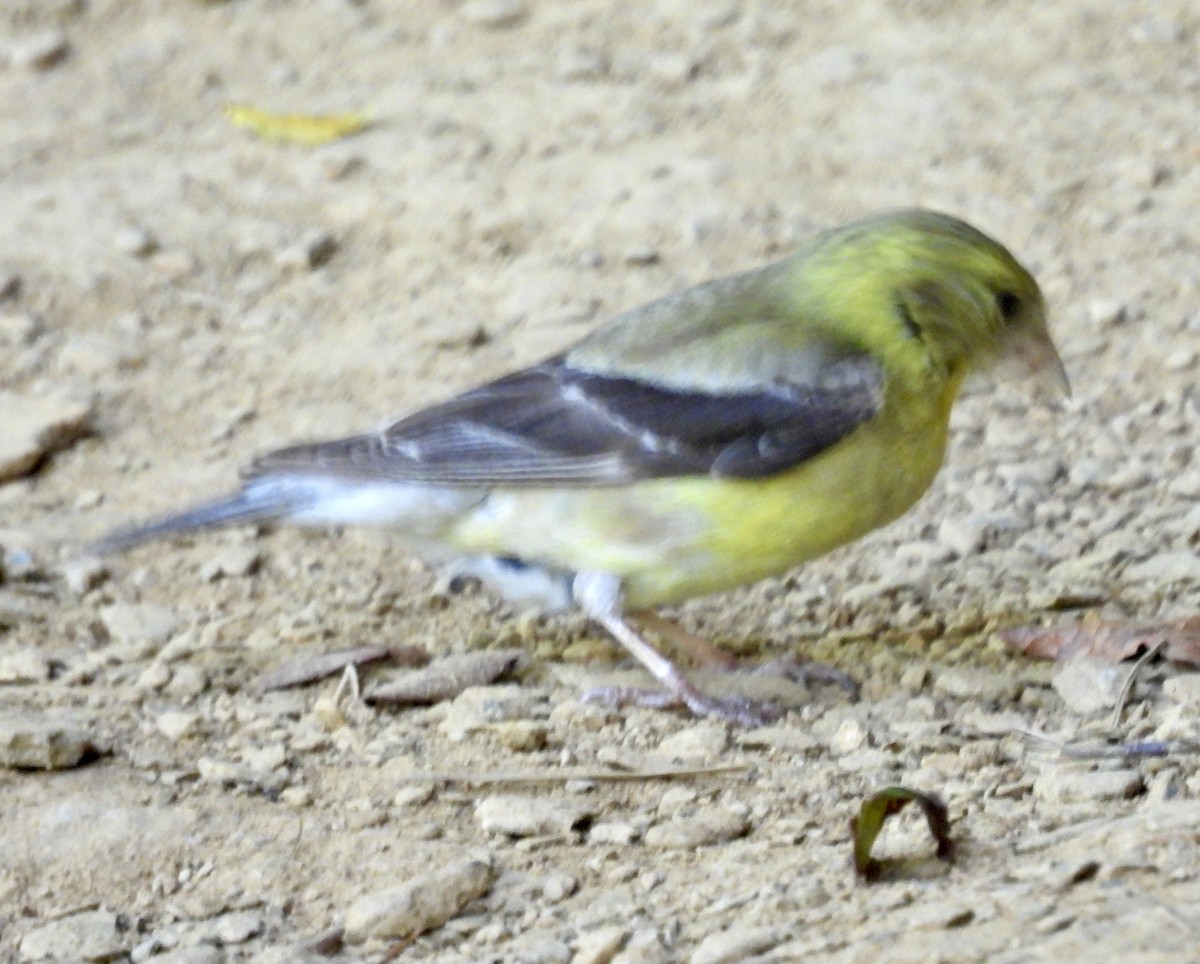 American Goldfinch - Theresa Edwards