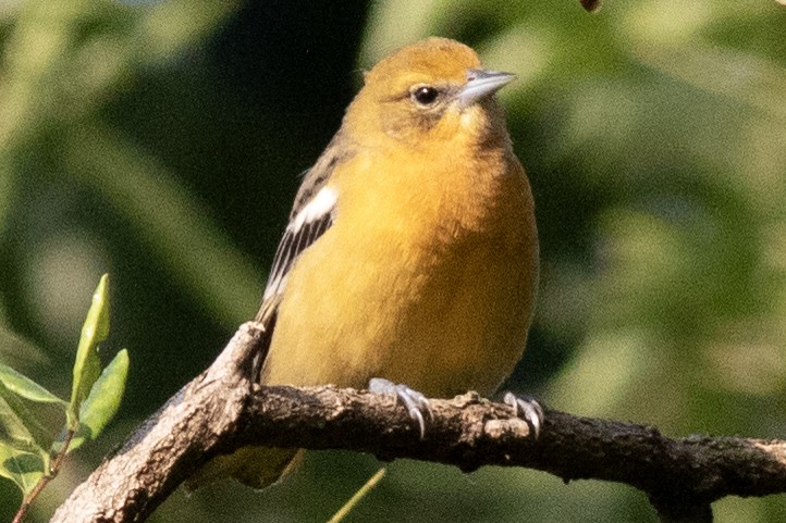 Baltimore Oriole - David Brown