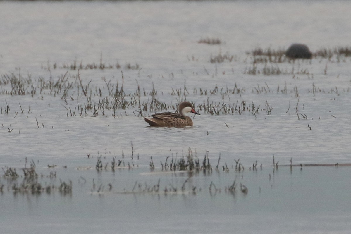 White-cheeked Pintail (White-cheeked) - ML622774184