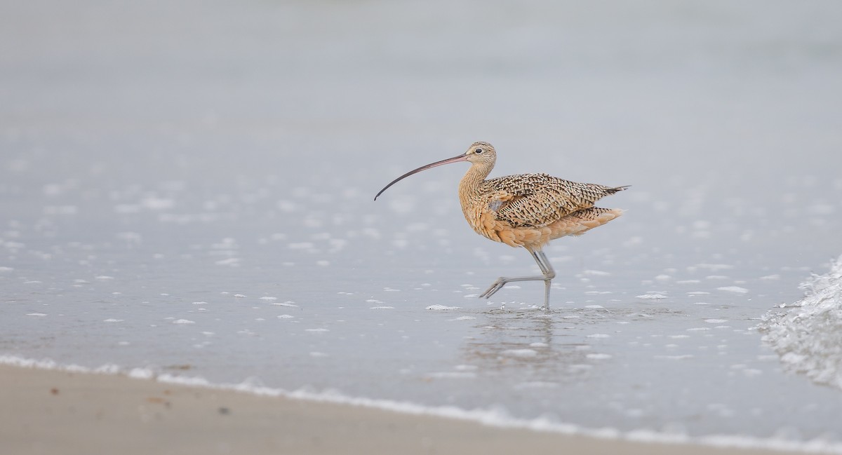 Long-billed Curlew - ML622774244