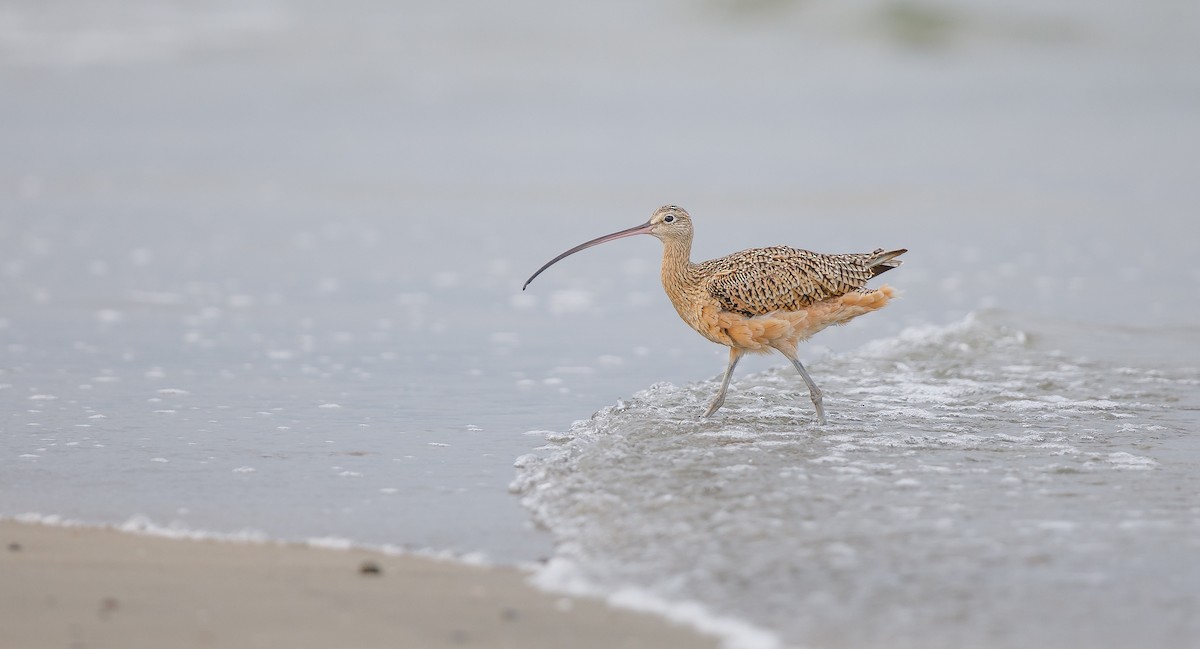 Long-billed Curlew - ML622774296