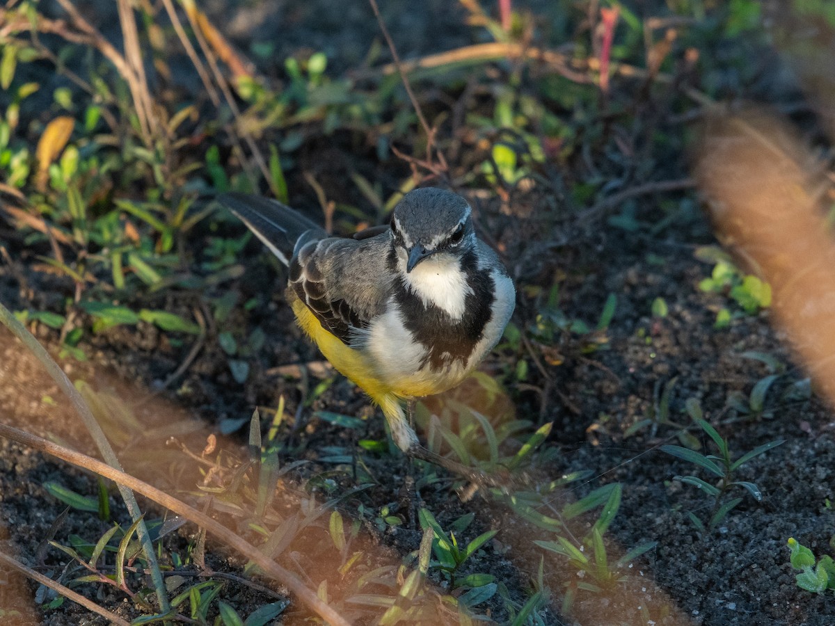 Madagaskar Kuyruksallayanı - ML622774410