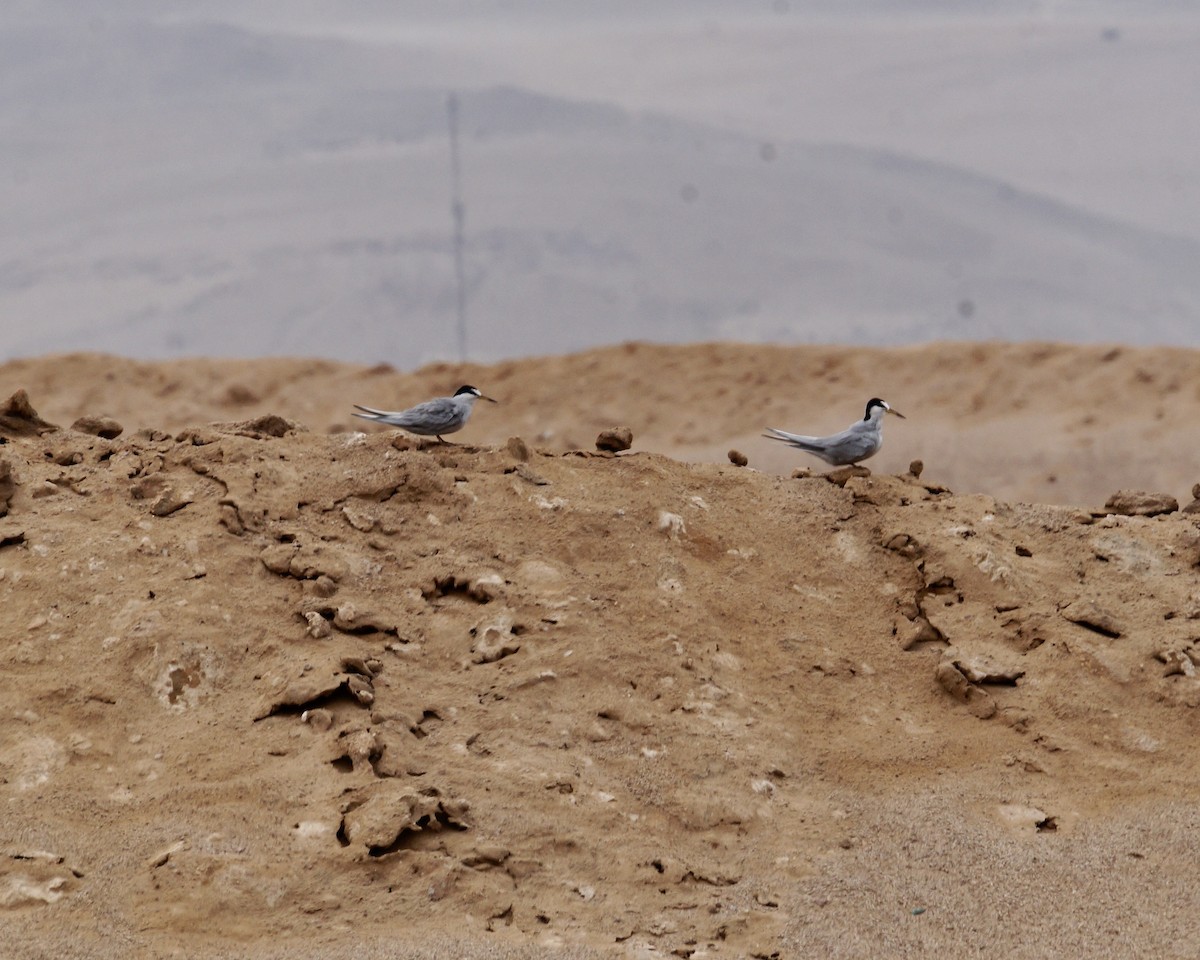 Peruvian Tern - ML622774427