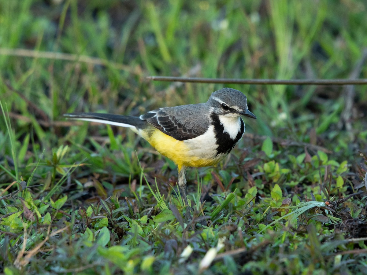 Madagaskar Kuyruksallayanı - ML622774458