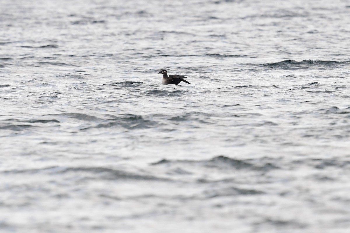 Surf Scoter - Paul Herwood