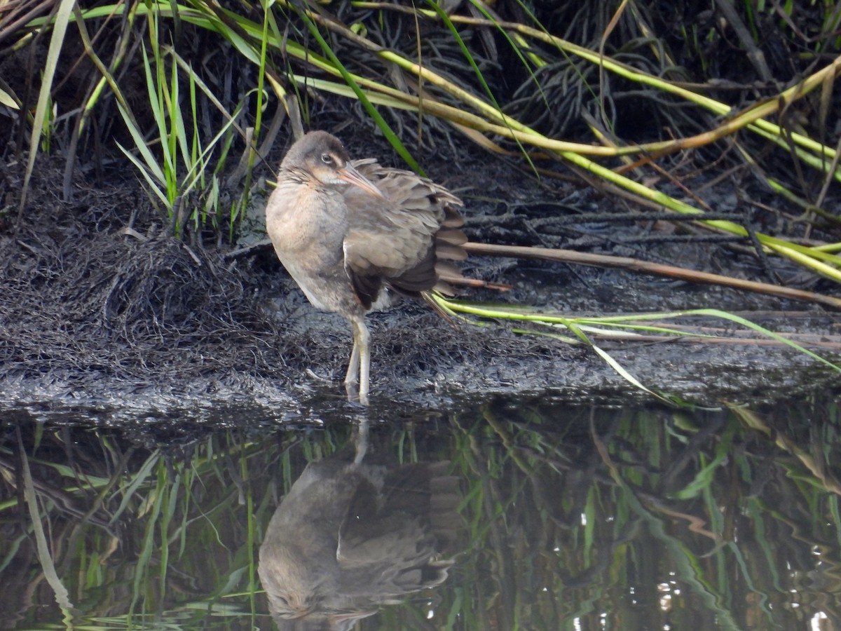 Clapper Rail - ML622774496