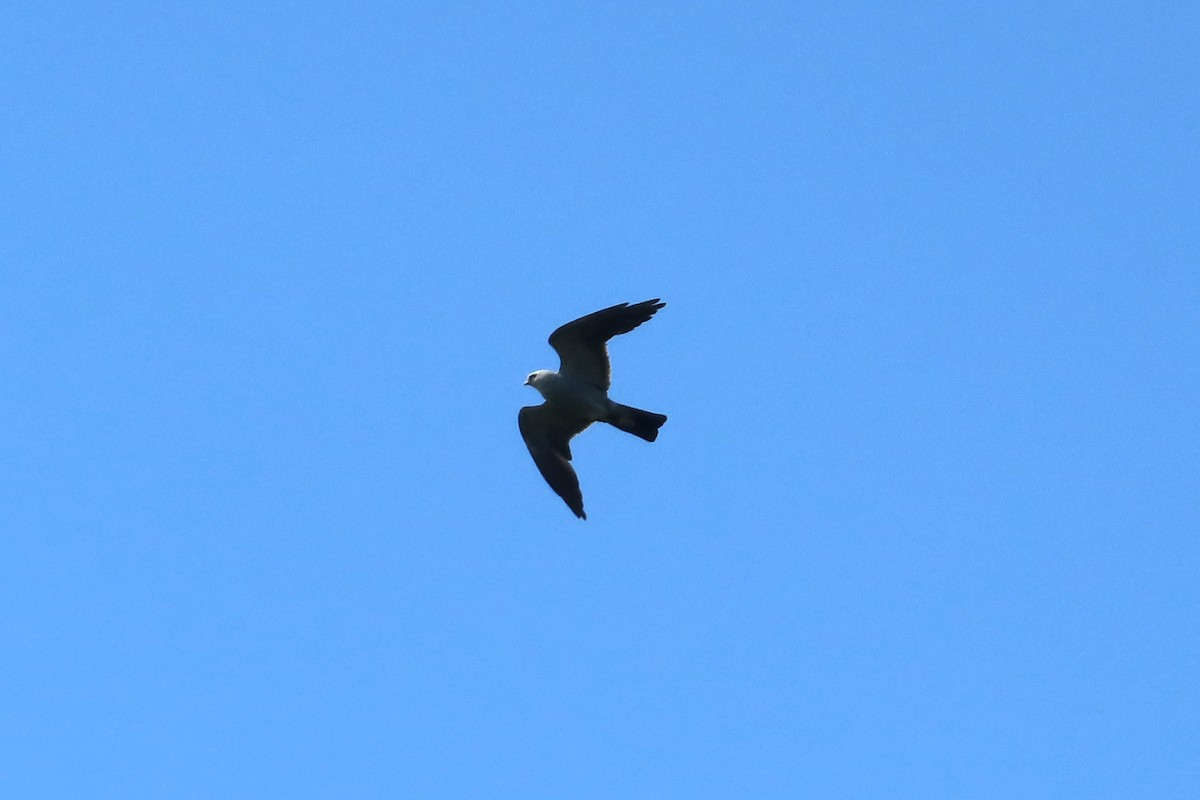 Mississippi Kite - Kathy Hart