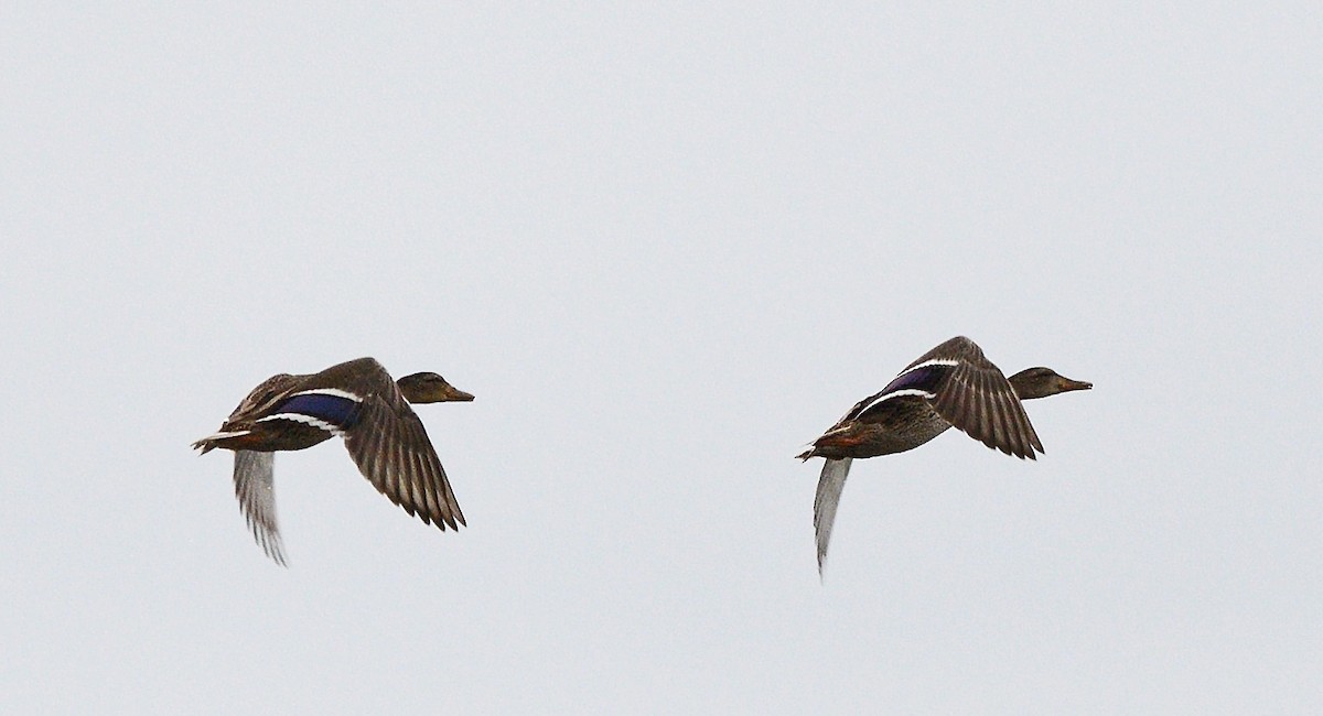 Mallard - Tom Long