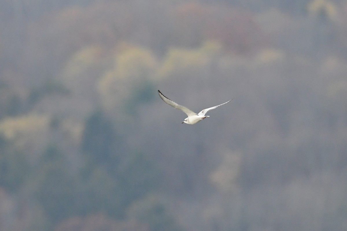 Bonaparte's Gull - Paul Herwood