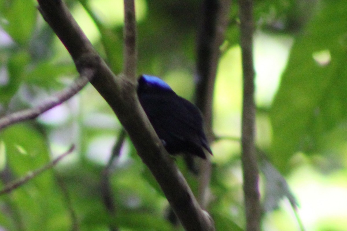 Velvety Manakin - Tommy DeBardeleben