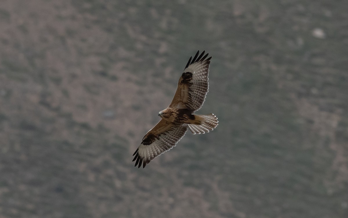 Long-legged Buzzard - ML622774595