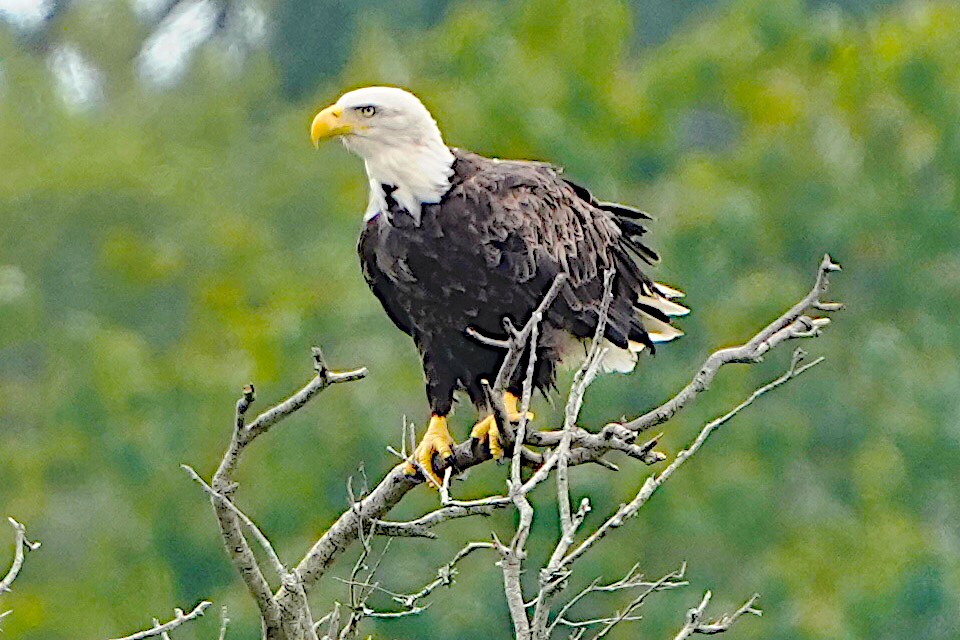 Bald Eagle - James Bourne