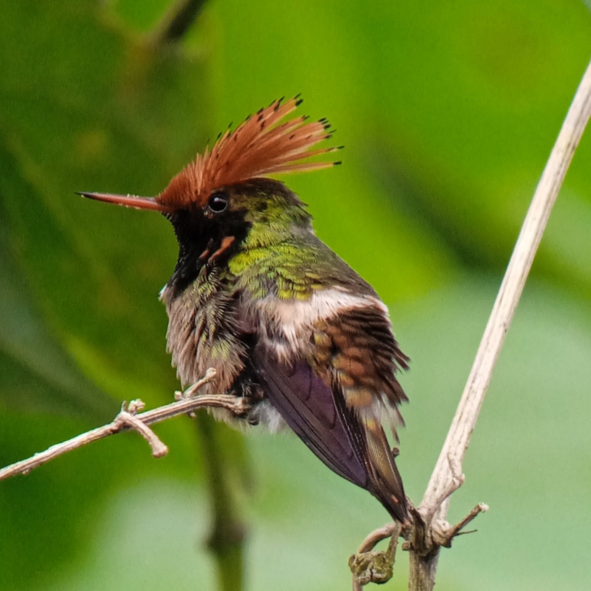 Spangled Coquette - ML622774638