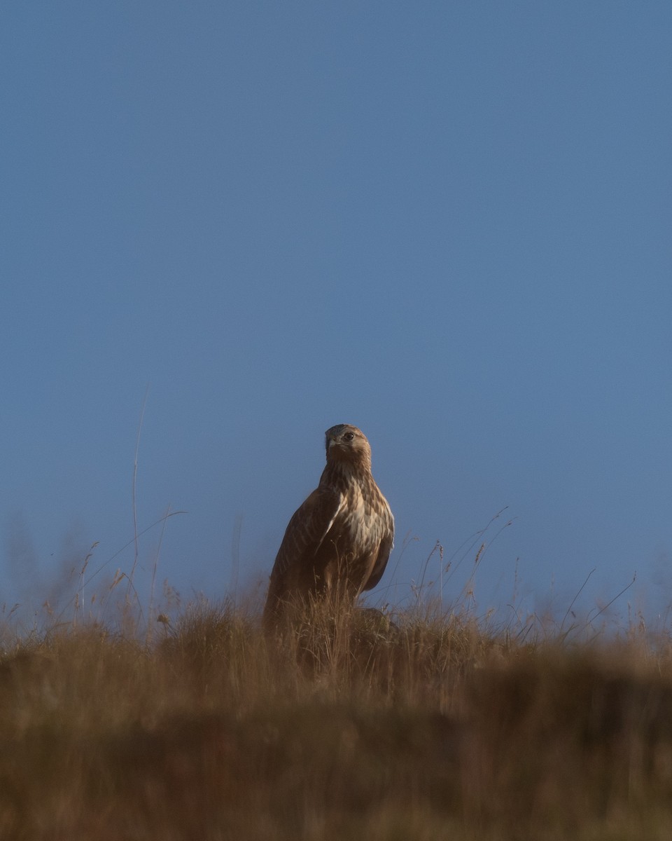 Long-legged Buzzard - Murat Aydın