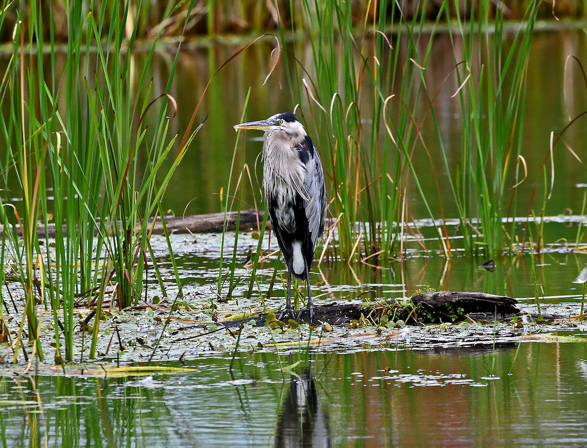 Great Blue Heron - Tom Long