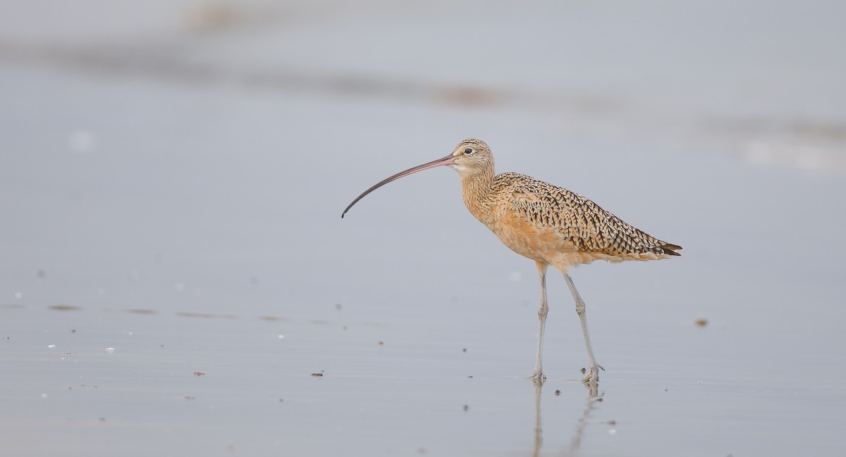 Long-billed Curlew - ML622774659