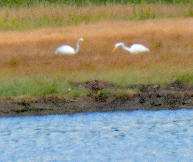 Great Egret - ML622774666