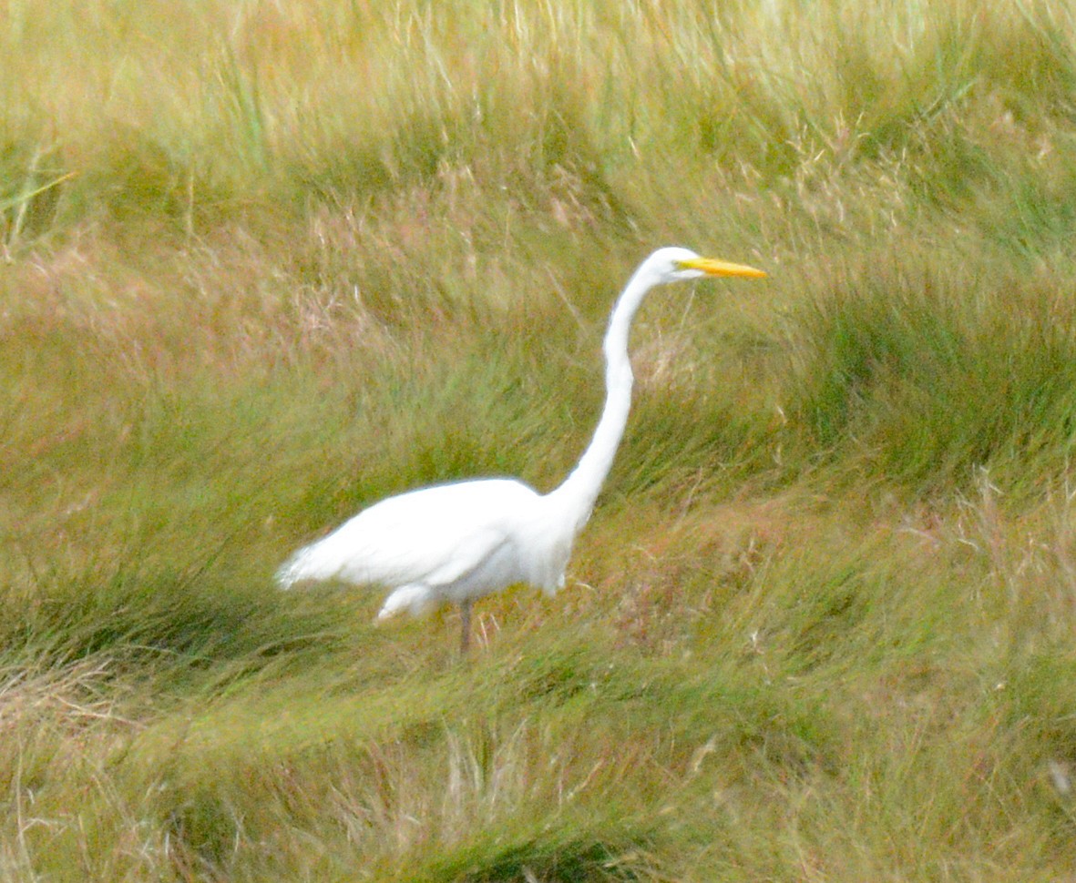 Great Egret - ML622774667