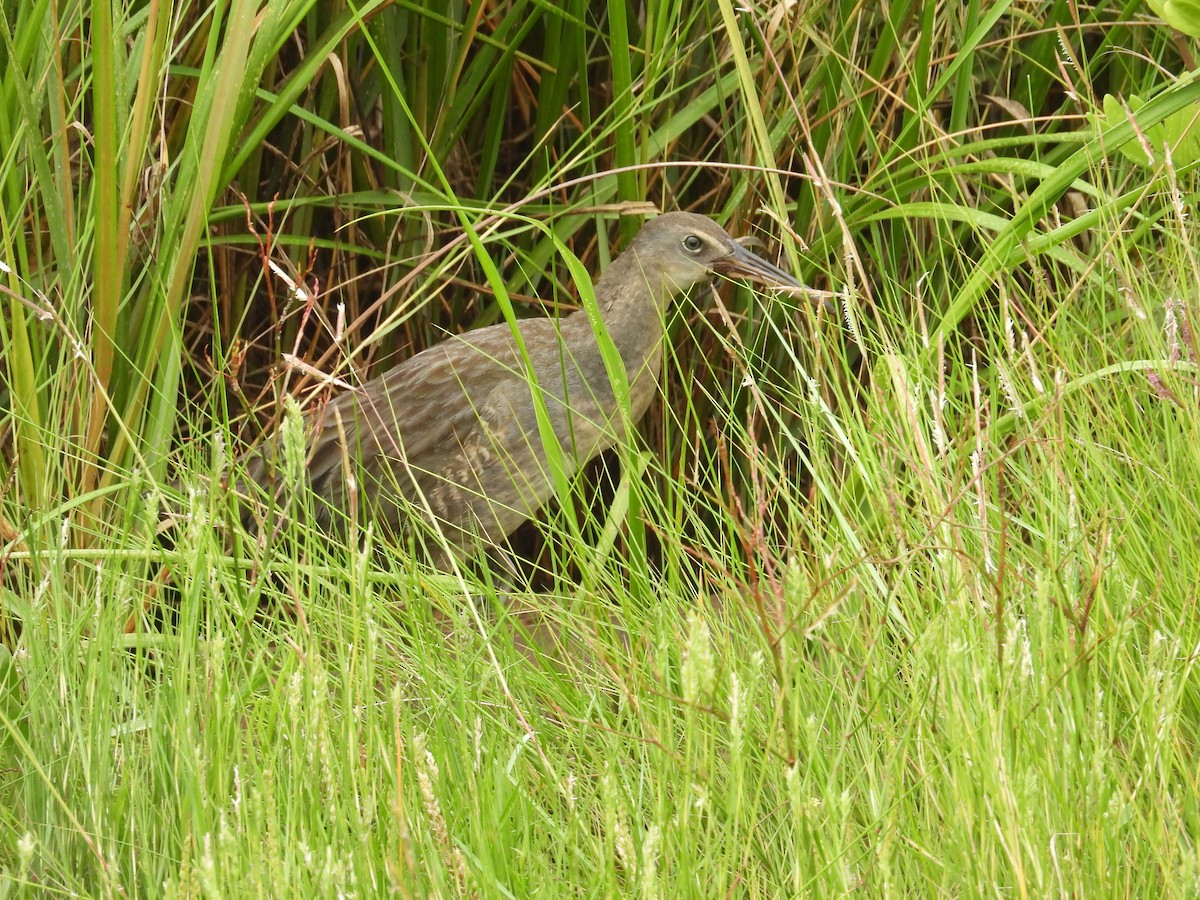 Clapper Rail - ML622774668