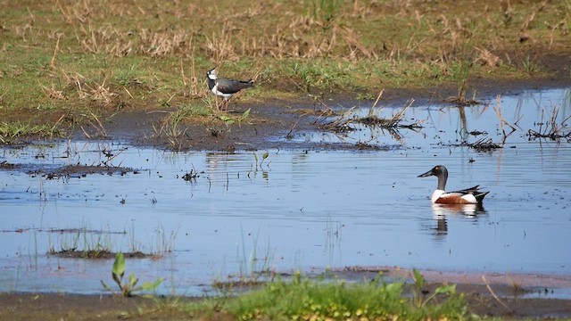 Northern Shoveler - ML622774732