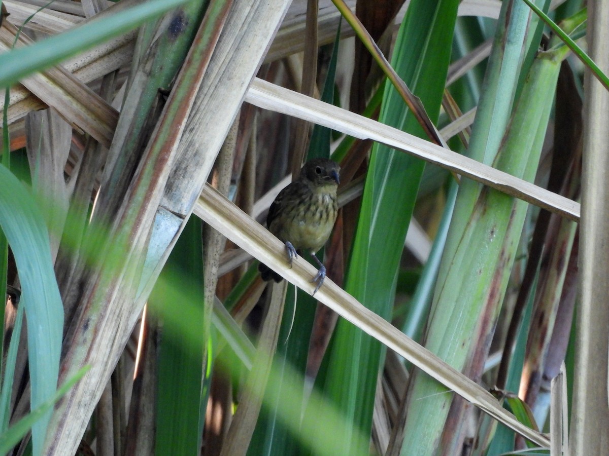 Blue-black Grassquit - Eduardo Acevedo