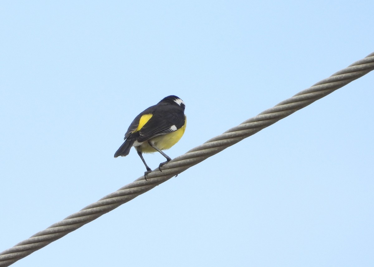 Bananaquit - Manuel Pérez R.