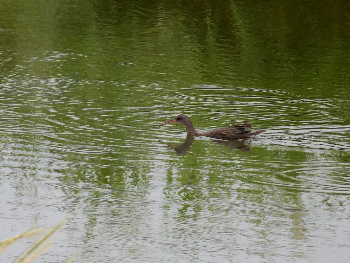 Clapper Rail - ML622774856