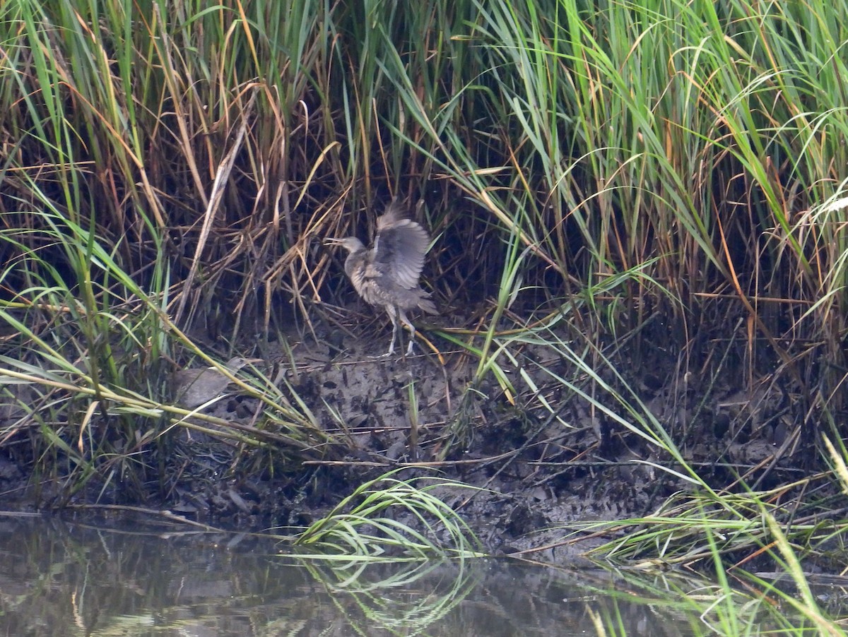 Clapper Rail - ML622774858