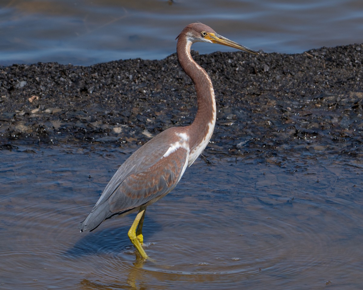 Tricolored Heron - ML622774908