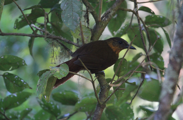 Streak-breasted Treehunter - ML622774929