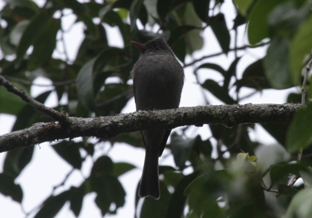 Dark Pewee - ML622774946