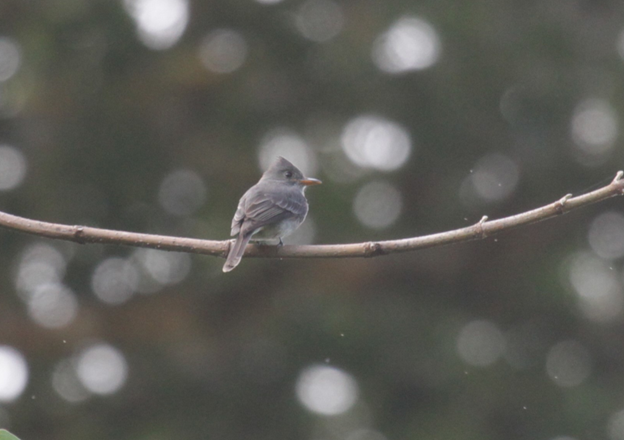 Dark Pewee - ML622774952